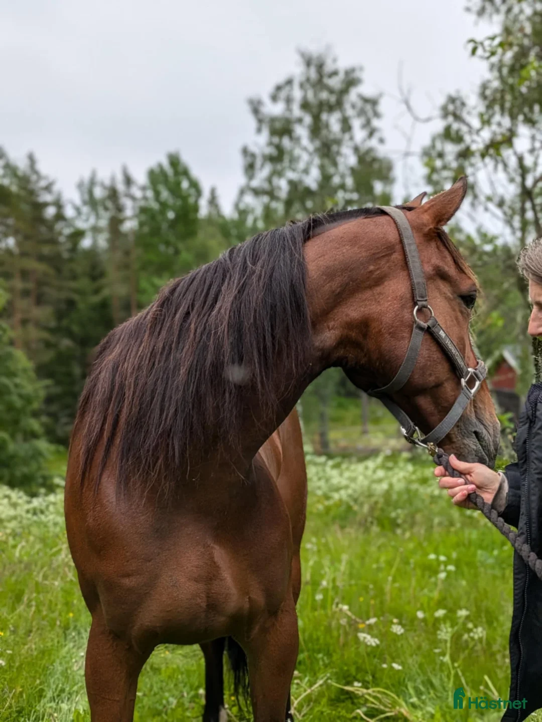 Allround hästar till salu: Varmblod  i Husum - Annons 1