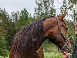 hästar Varmblod - Annons 16