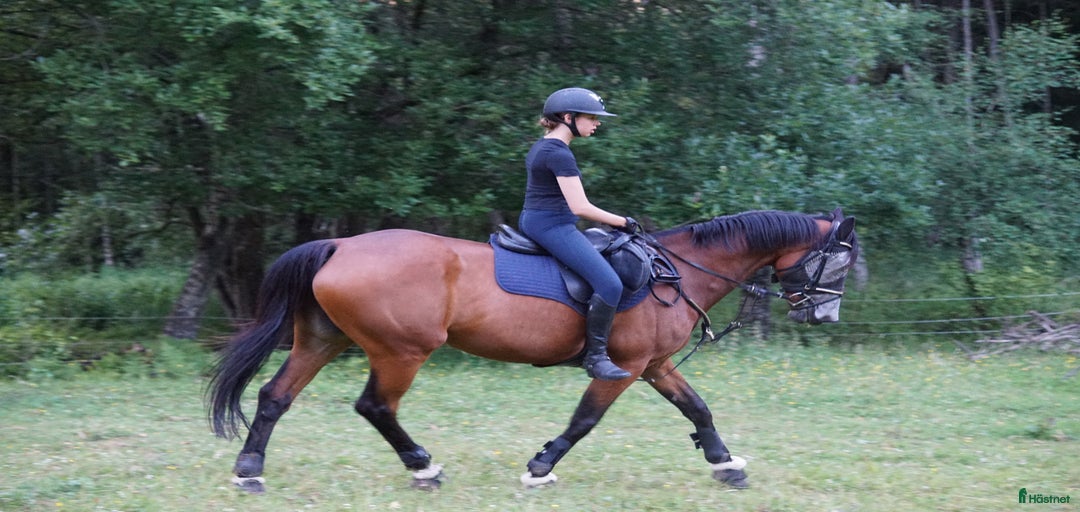 Galleribild {{count}}