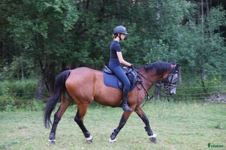 Galleribild {{count}}