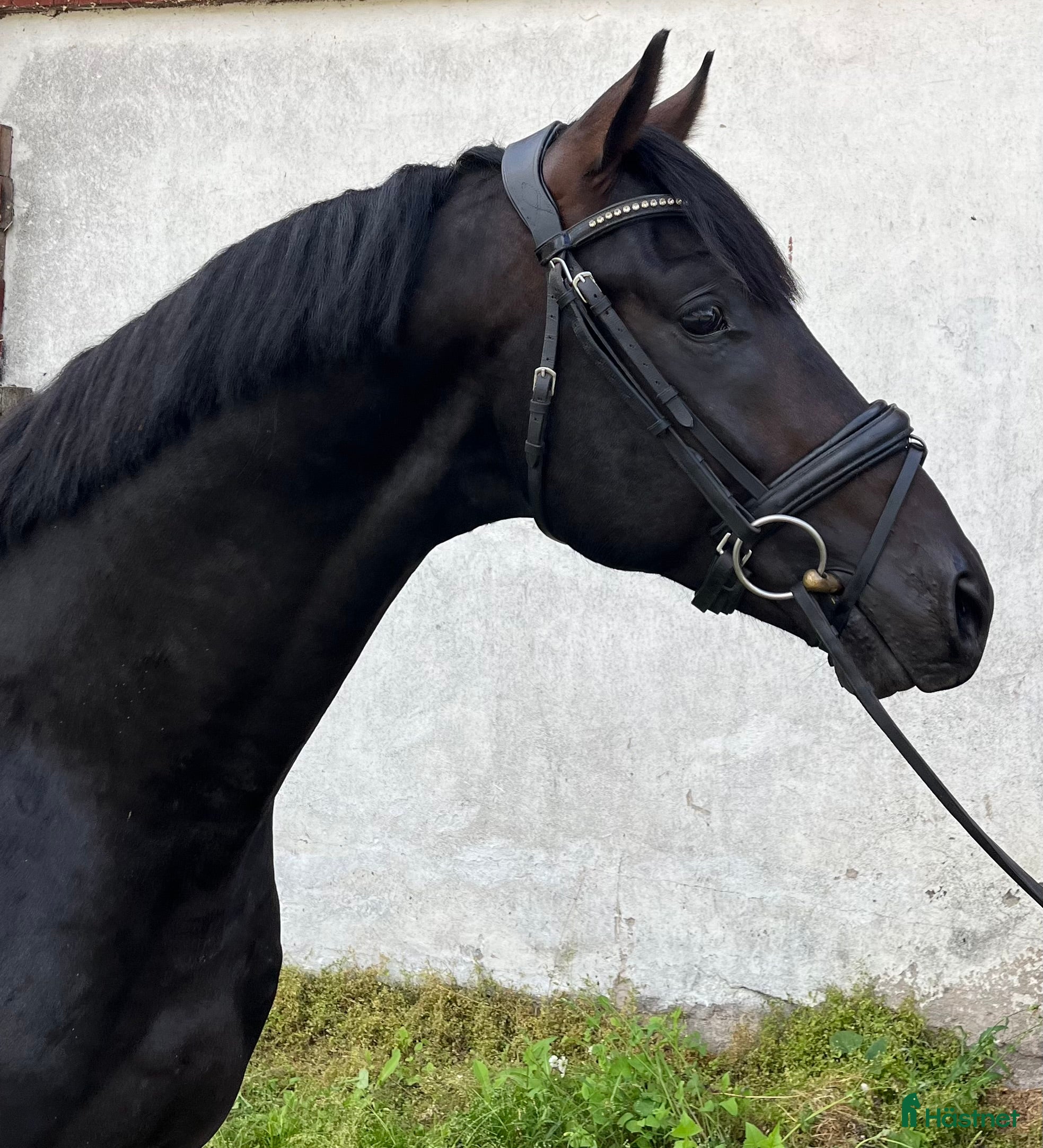  hästar 🌟 Pascal – lovande dressyrtalang med toppstam! 🌟 i Mellösa - Annons 14