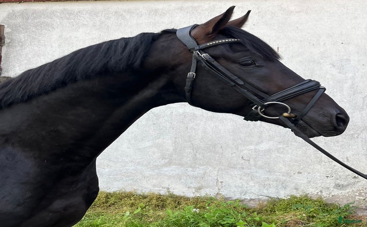  hästar i Mellösa - Annons 5