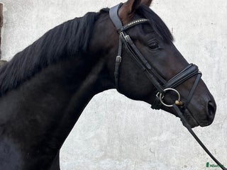 hästar 🌟 Pascal – lovande dressyrtalang med toppstam! 🌟 i Mellösa - Annons 2