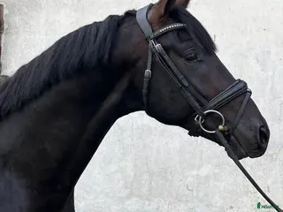 hästar 🌟 Pascal – lovande dressyrtalang med toppstam! 🌟 i Mellösa - Annons 20