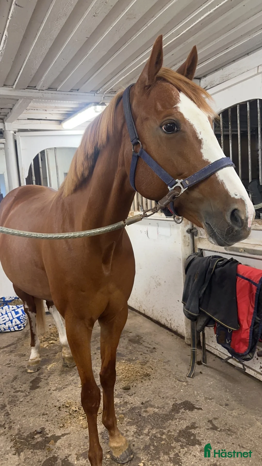 Övrigt hästar till salu: Sto -17  - Annons 1