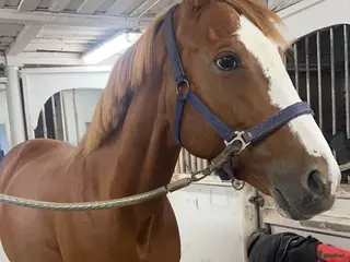 hästar Sto -17 - Annons 24