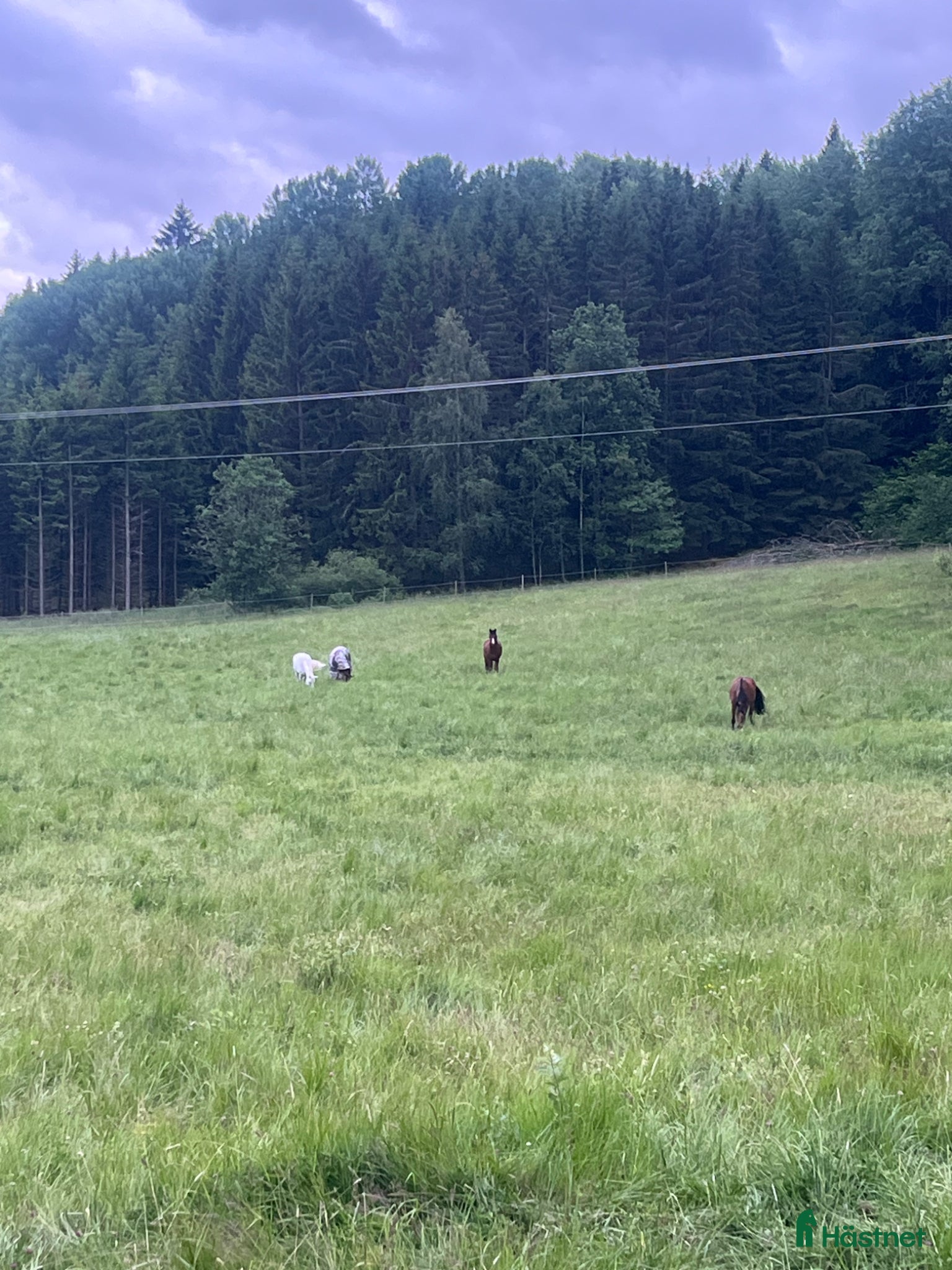  stallplats Sommarbete för unghäst ( valack) - Annons 10