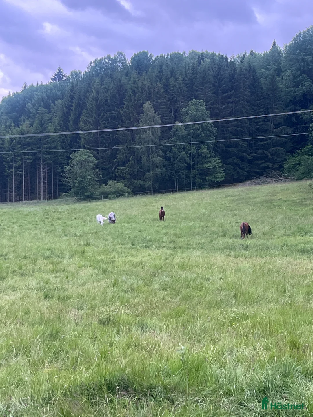  stallplats finnes: Sommarbete för unghäst ( valack) - Annons 1