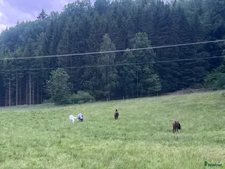 stallplats Sommarbete för unghäst ( valack) - Annons 10