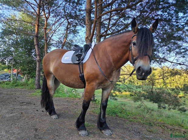 hästservice i Kungsbacka - Annons 17