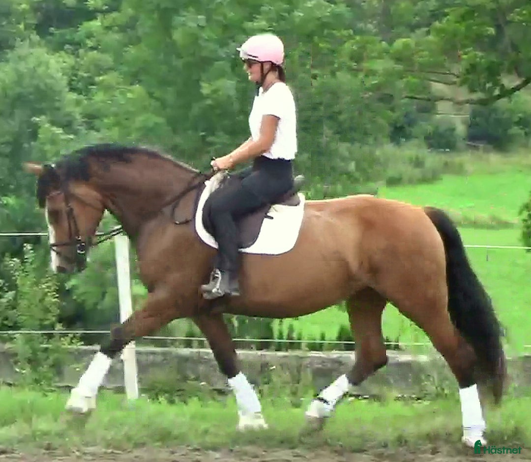 Allround hästar till salu: Talented moving Star for everybody i Örsundsbro - Bild 6
