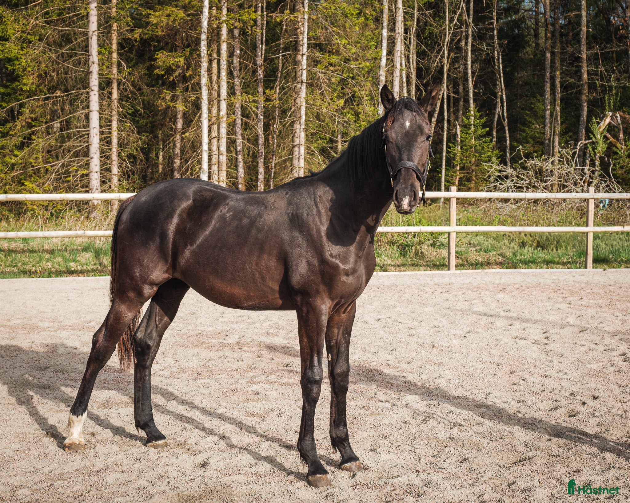  hästar Framtidens dressyrstjärna e. Skyline To B-Negro - Annons 2