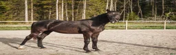 Dressyr hästar till salu: Framtidens dressyrstjärna e. Skyline To B-Negro - Annons 2
