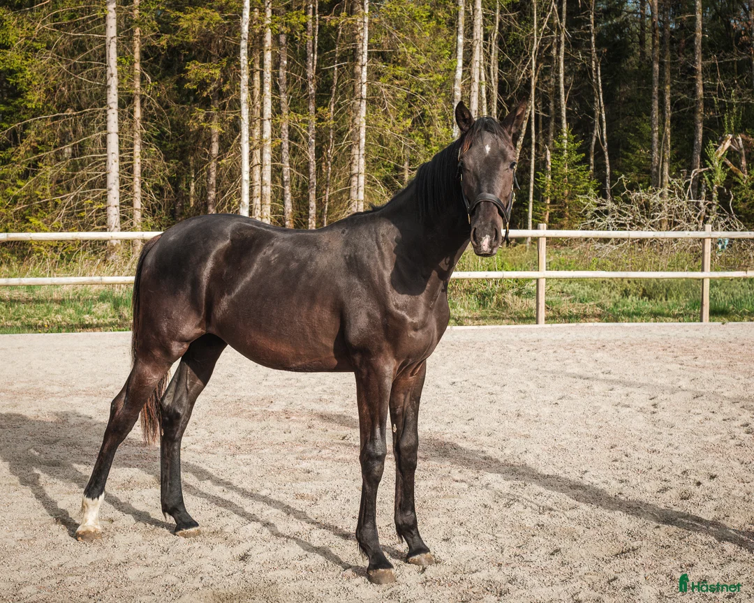 Dressyr hästar till salu: Framtidens dressyrstjärna e. Skyline To B-Negro - Annons 2