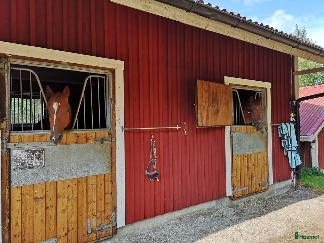  stallplats finnes: Stall platser lediga  i Nykvarn - Annons 4