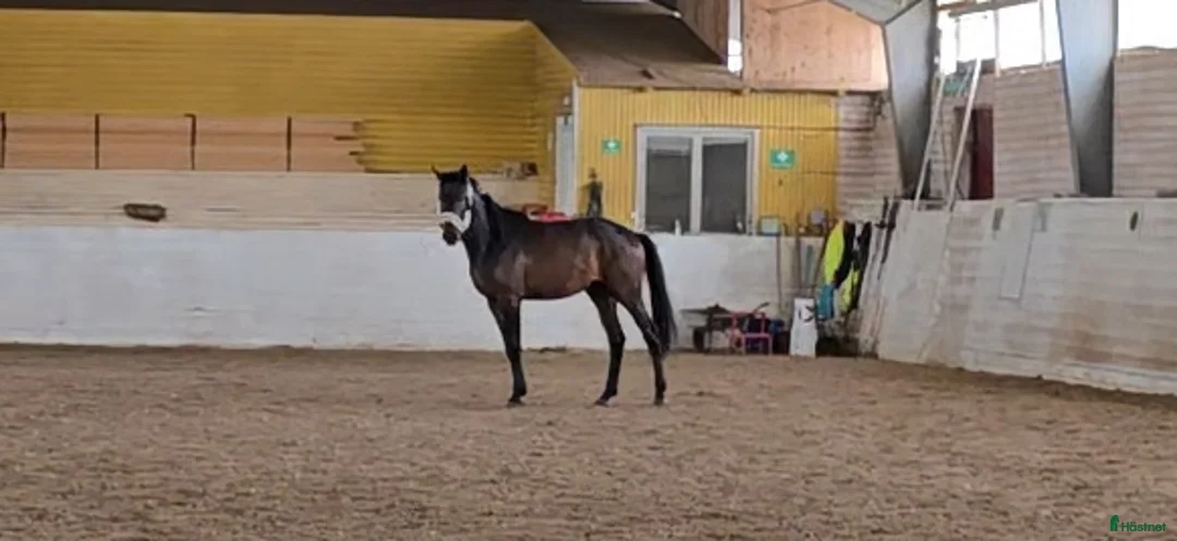 Allround hästar till salu: Ej påbörjad treåring i Örsundsbro - Annons 1