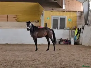 hästar Ej påbörjad treåring i Örsundsbro - Annons 4