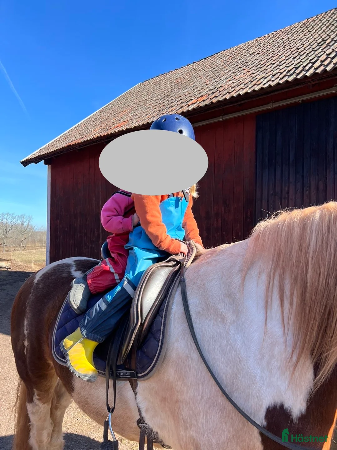 Sällskap hästar sökes: Ponny lämplig för barnbarn  - Annons 1