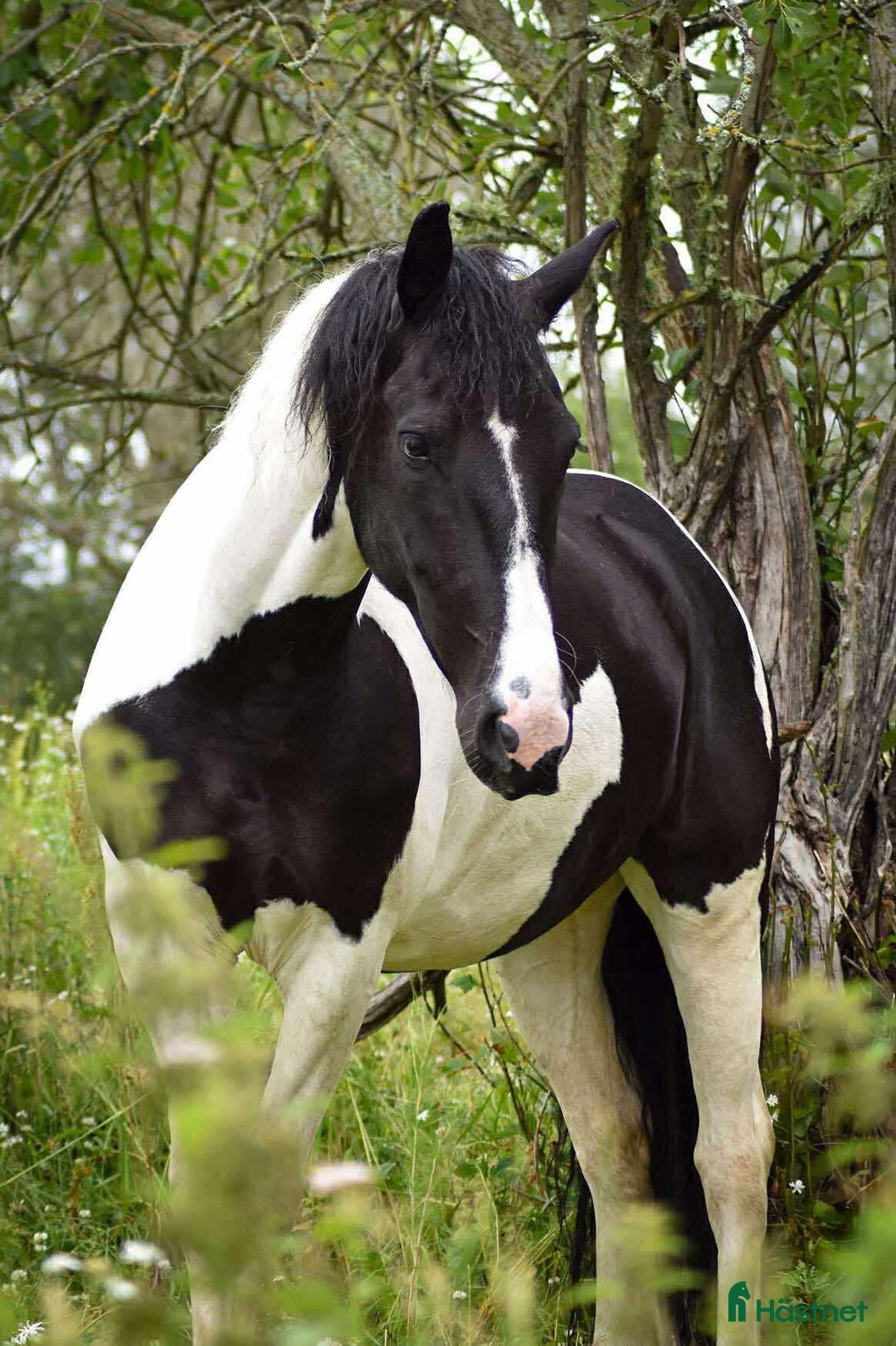  medryttarhäst finnes: Medryttare bilburen Enköping i Enköping - Annons 1