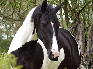 medryttarhäst finnes: Medryttare bilburen Enköping i Enköping - Annons 9