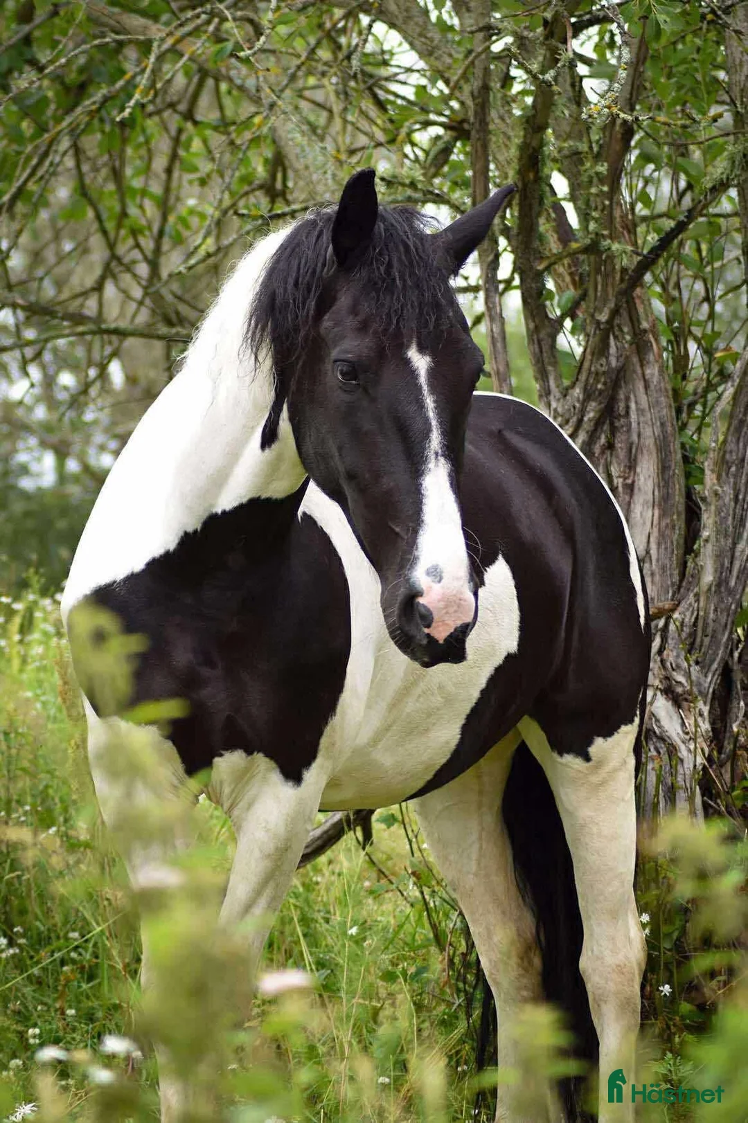  medryttarhäst finnes: Medryttare bilburen Enköping - Annons 1
