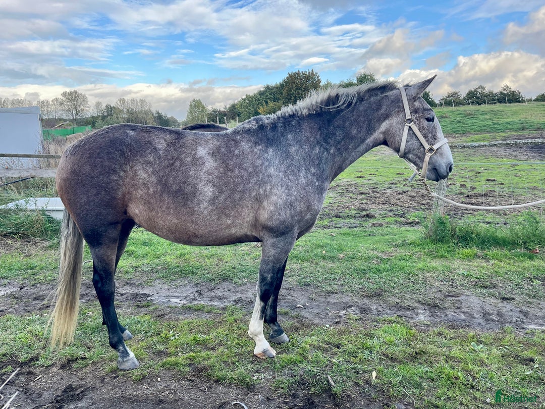 Allround hästar till salu: Vacker P.R.E. med stam från Yeguada de la Cartuja i Simrishamn - Annons 2
