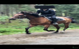  medryttarhäst sökes: Söker medryttare häst/delfodervärd i Karlstad - Bild 1