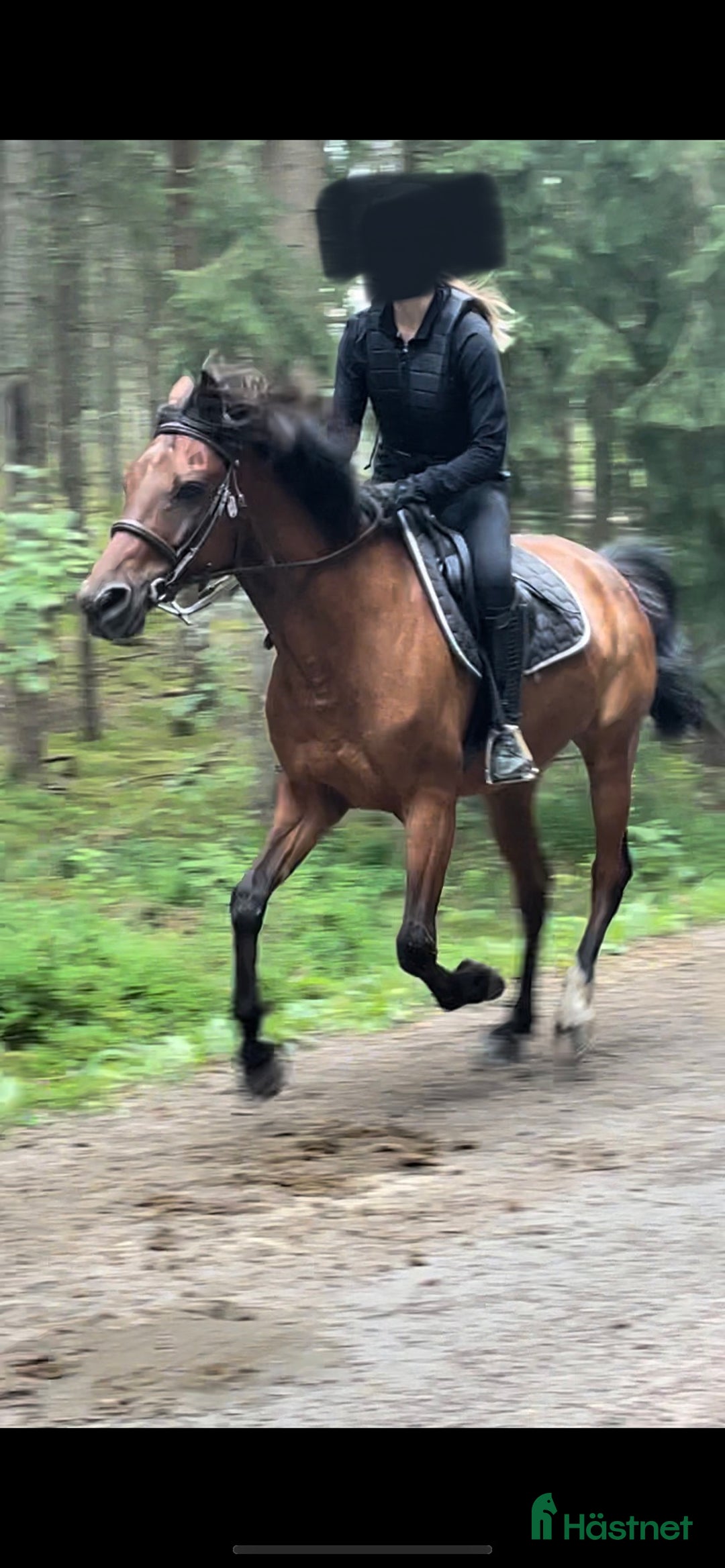  medryttarhäst sökes: Söker medryttare häst/delfodervärd i Karlstad - Bild 1
