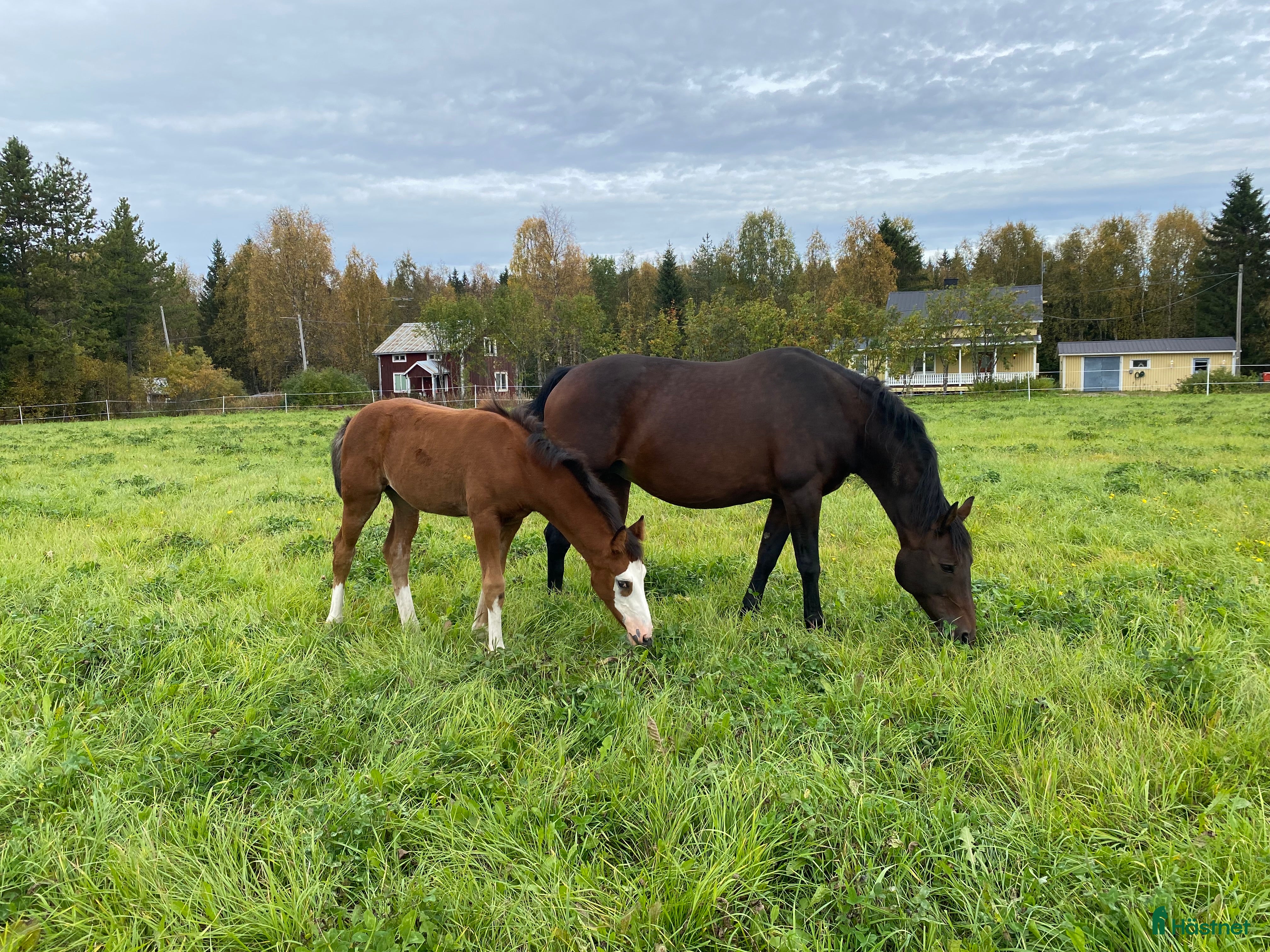  hästar Avel/ sällskap  - Annons 17