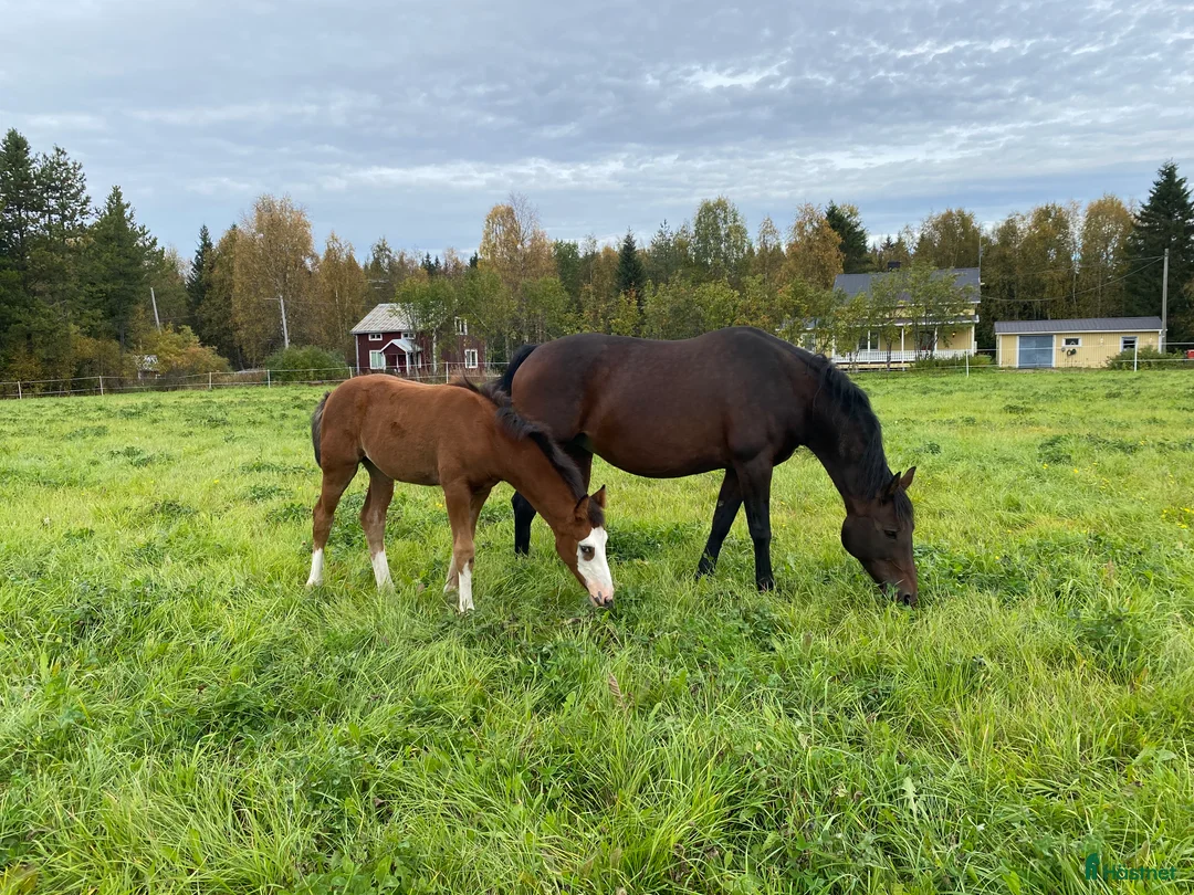 Avelshästar hästar till salu: Avel/ sällskap  - Annons 1