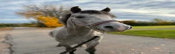 Allround hästar till salu: Welsh valack C-ponny i Skruv - Annons 3