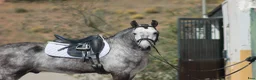 Dressyr hästar till salu: Vacker PRE kille i Guadarrama - Annons 6