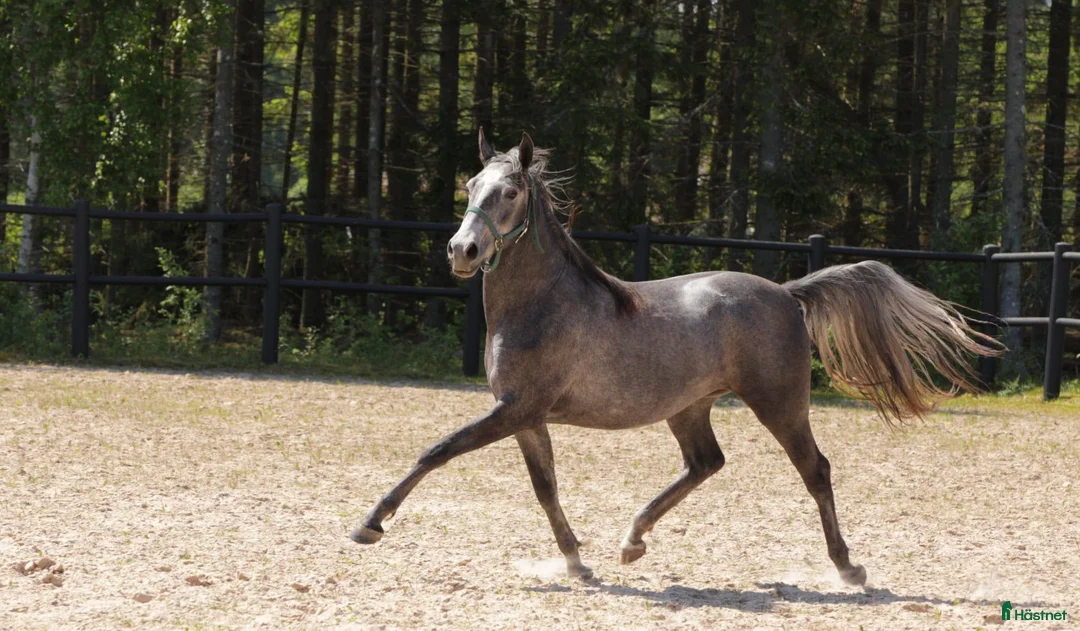 Allround hästar till salu: Nyfiken Lipizzaner tjej - Annons 1