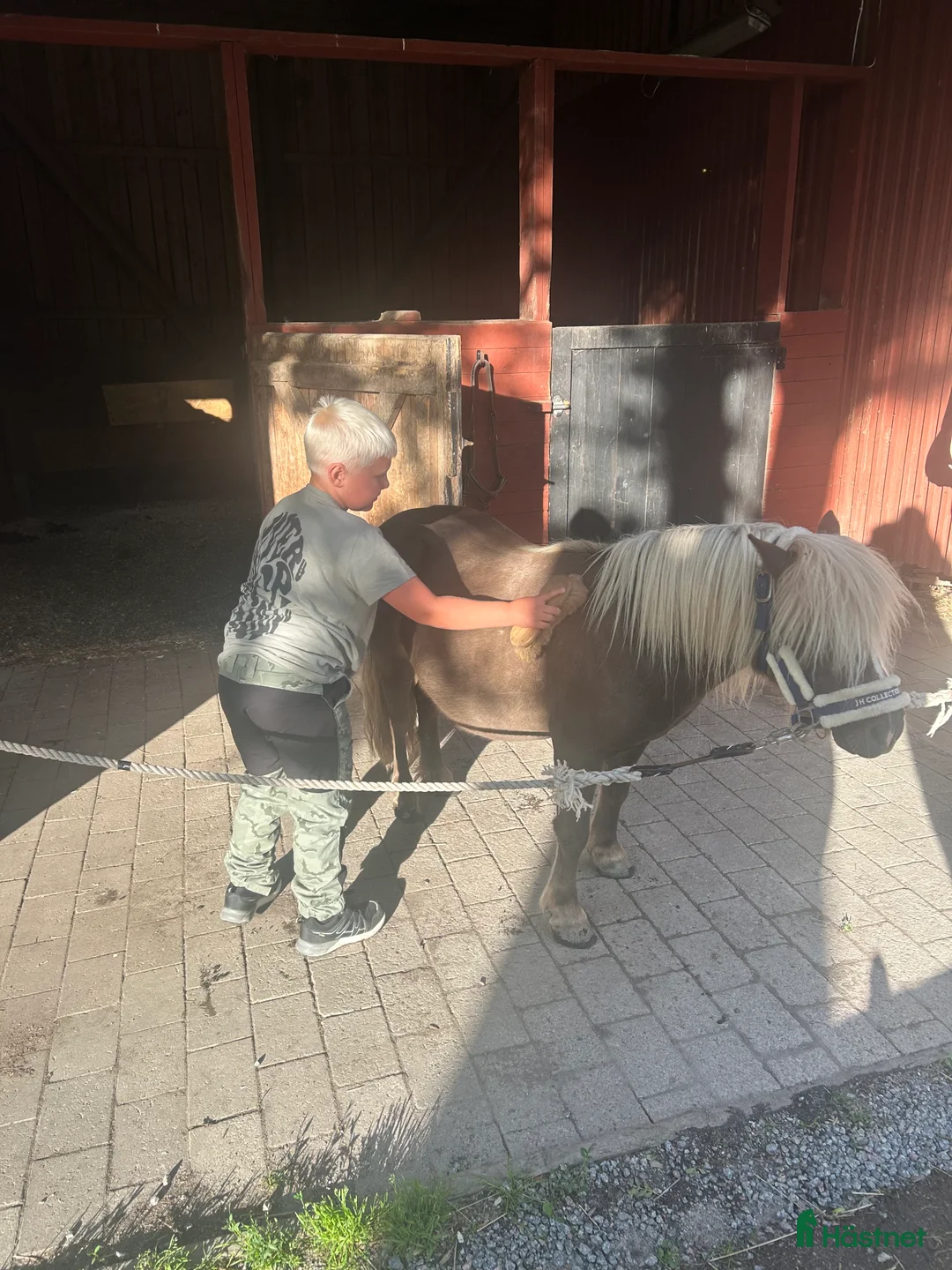 Sällskap hästar till salu: Maskoten walle - Annons 1