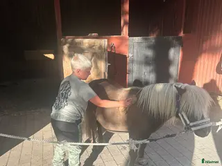 hästar Maskoten walle - Annons 3