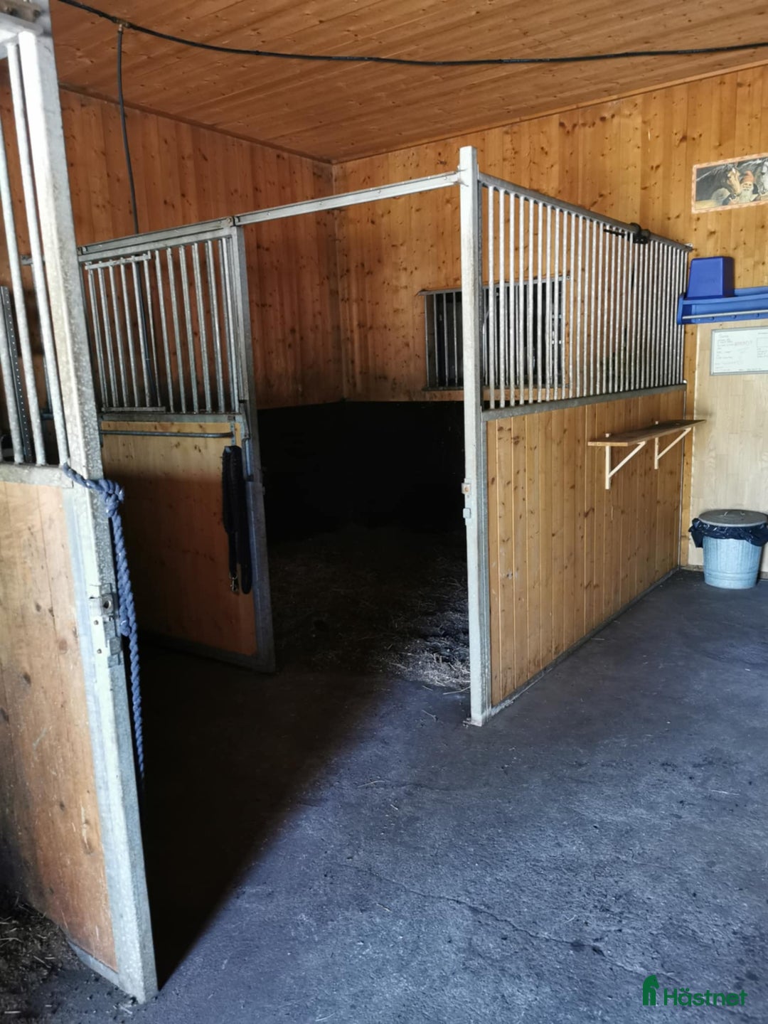  foderhäst sökes: Foderhäst/bästa kompis sökes - Annons 4