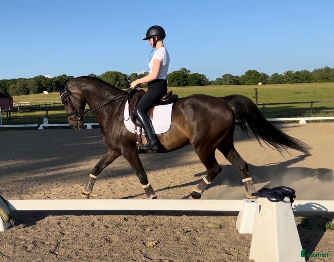  hästar Fint SWB-sto  - Annons 2