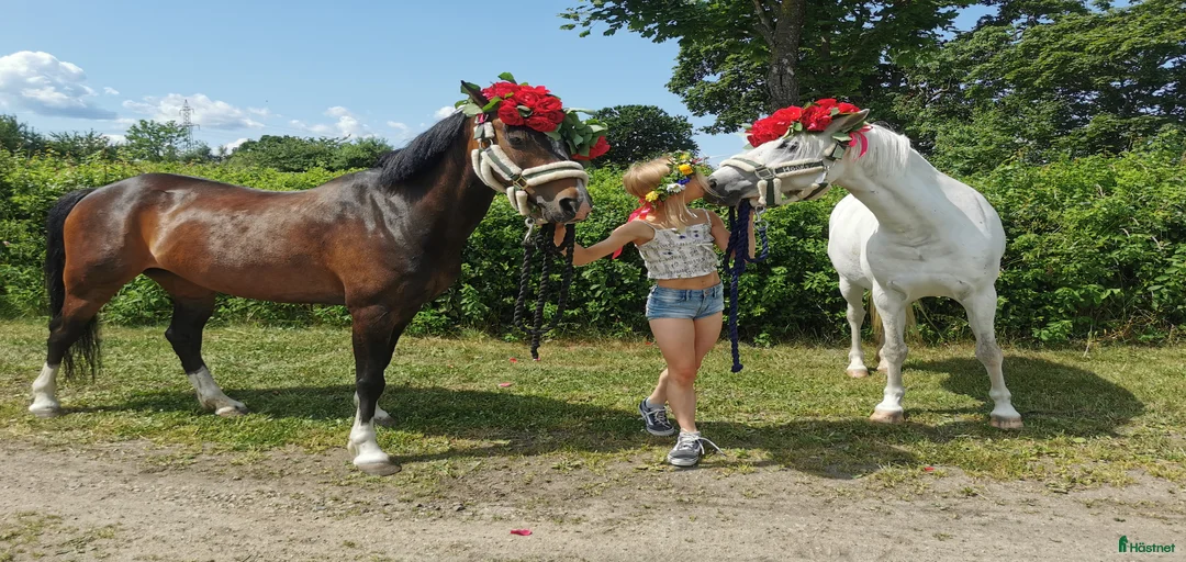 Galleribild {{count}}