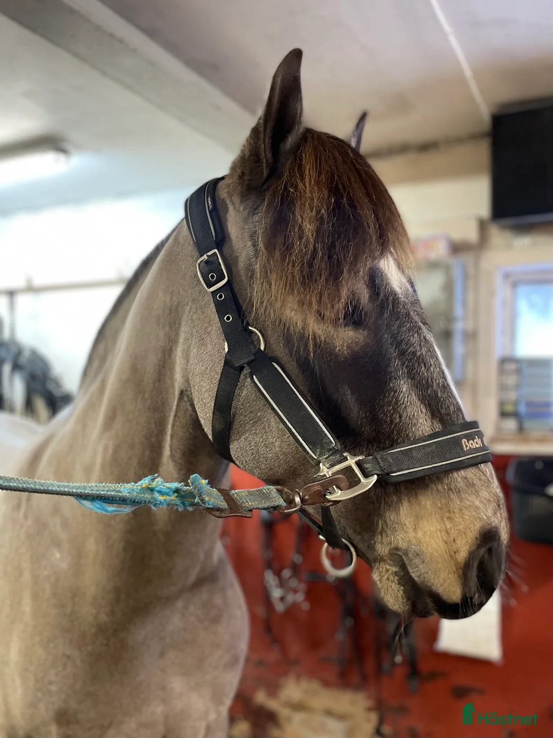 Trav hästar till salu: Sportig kallblodsvalack i Sandöverken - Annons 3