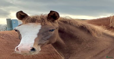  hästar i Stallarholmen - Annons 8