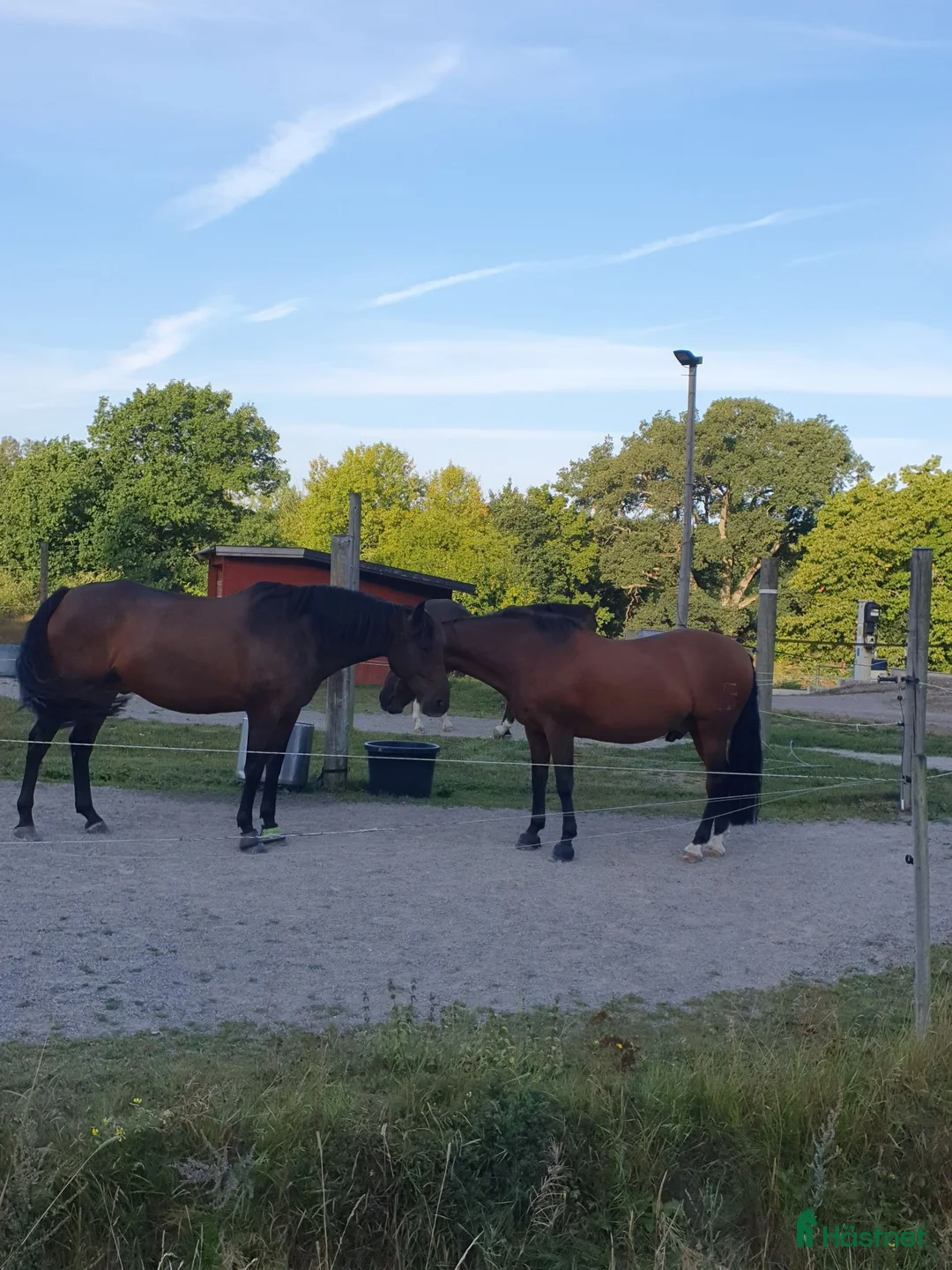  stallplats finnes: Lediga stallplatser i Trosa/Vagnhärad i Vagnhärad - Annons 2