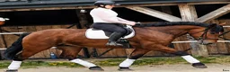 Allround hästar till salu: Magnificent allrounder - unique look - Annons 14