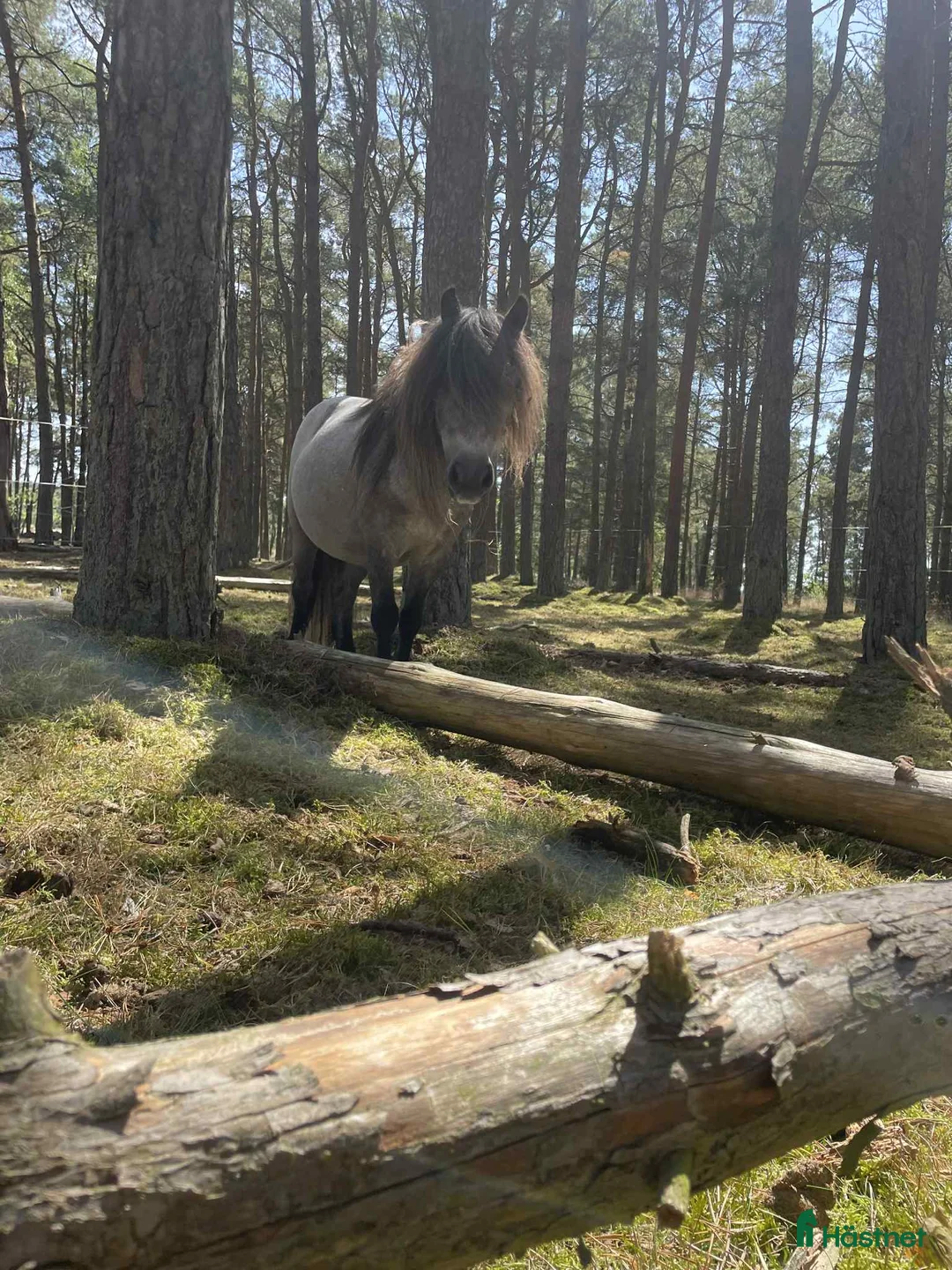 Allround hästar till salu: En underbart sällskaplig liten häst! - Annons 4