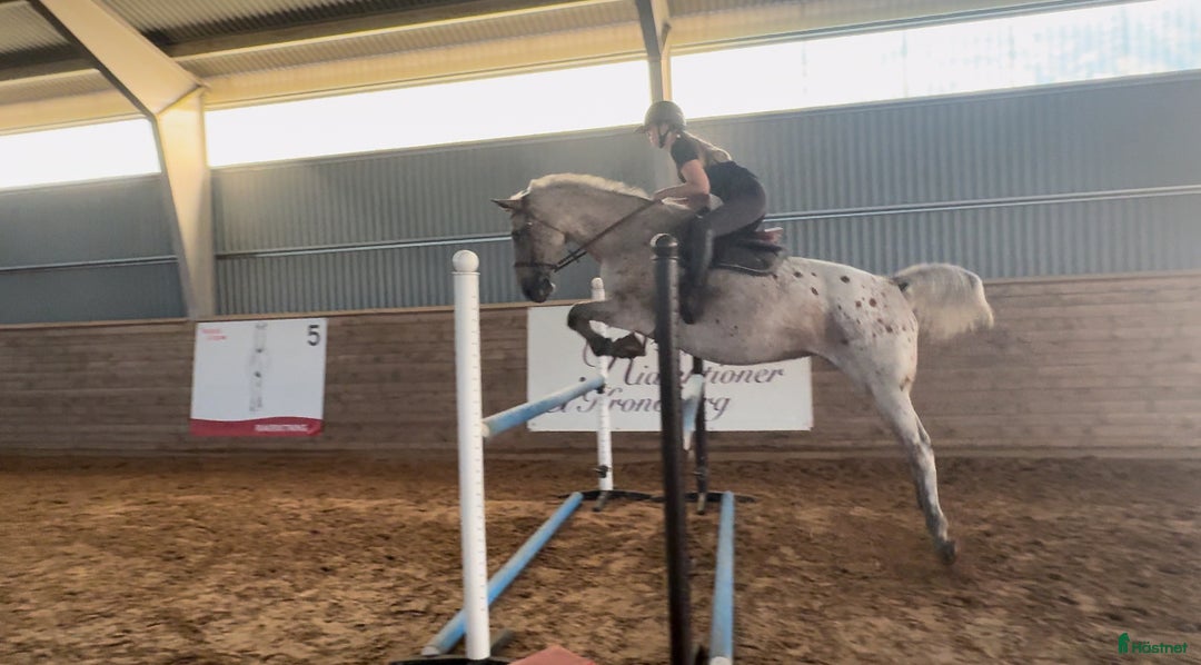 Hoppning hästar till salu: 🌟LILLAN - Personlig hopphäst söker egen ryttare! i Åryd - Bild 5