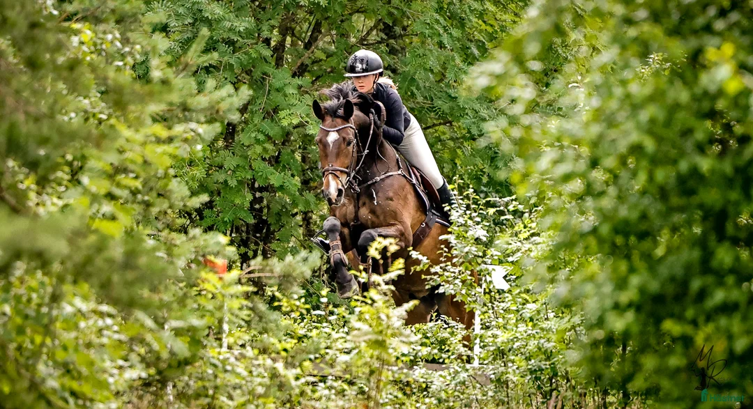 Hoppning hästar till salu: Välhoppande valack med stor kapacitet - Annons 2