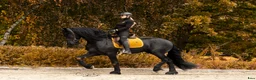 Dressyr hästar till salu: Amazing fresian! Perfect familly horse or sport - Annons 5