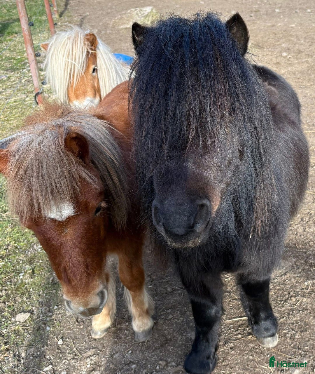Allround hästar till salu: Shetland Russ Fjord  i Ulrika - Bild 33