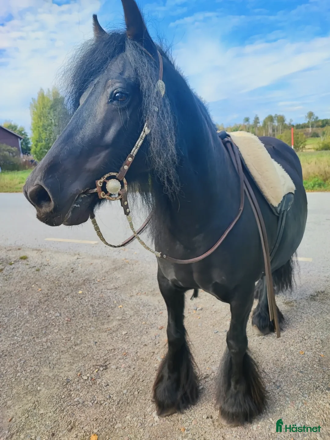  foderhäst finnes: Tinker sto (foder) - Annons 2