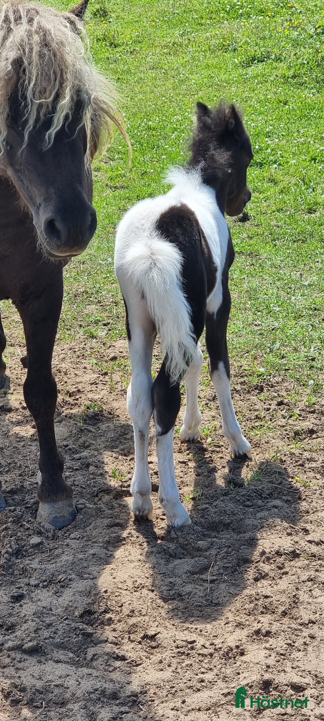Allround hästar till salu: Underbar mini american föl. i Skara - Annons 10