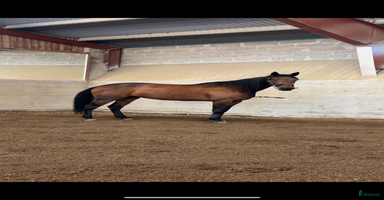  hästar i Ekerö - Annons 11